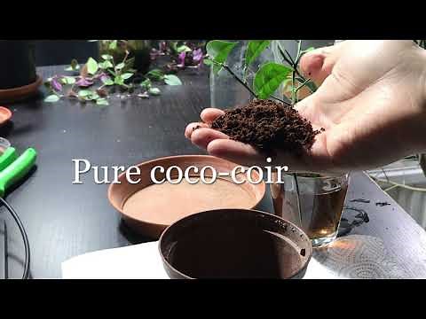 CITRUS HOW-TO #3 | How to root Yuzu Lemon cuttings