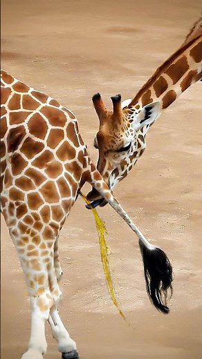 Male Tastes Urine Before Mating