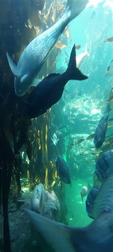 Why This Underwater Forest is Mesmerizing #OceanLife #Shorts