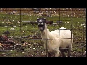 goat shouting meme
