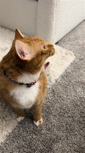 37K views · 4.1K reactions | #catsoftiktok #tiktokcats #petsoftiktok #talkingcat #gingercat #cute | Kona And Kai 67 | Facebook