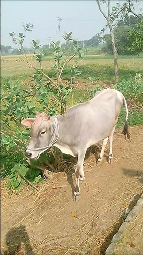 Beautiful Cow Standing Gracefully | Peaceful Farm Life #Shorts