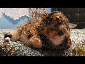 Ultimate Cat Purring: The Most Adorable Sounds You'll Ever Hear!