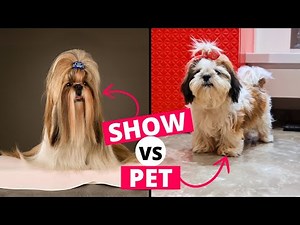 Show vs Pet Shih Tzu: What's the Difference?
