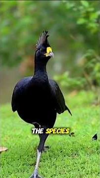 Majestic Great Curassow: The Rare Rainforest Bird With a Curly Crest😍