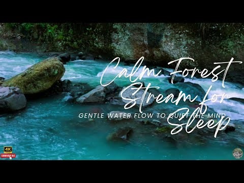 “Calm Forest Stream for Sleep – Gentle Water Flow to Quiet the Mind”