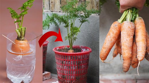 65K views · 1.2K reactions | Surprisingly, Growing Carrots From Tree Trunks Is Effective And Has High Yield | Great DIY Idea | Facebook
