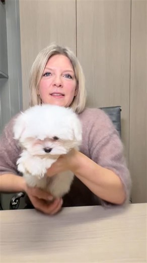 ALLEVAMENTO DEL CIGNO BIANCO on Instagram: "Se vuoi conoscere Vaniglia o altri Maltesi, ti aspettiamo all’Allevamento Del Cigno Bianco. 📍siamo a Travagliato, in provincia di Brescia. #allevamentodelcignobianco #allevamentocani #maltese #malteselovers #enci"