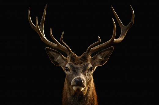 How to Spot the Difference: Elk Antlers vs. White-Tailed Deer