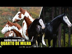 7 MOTIVOS Fascinantes PARA QUERER um Cavalo QUARTO DE MILHA ‪@inspiracióndiariaof‬
