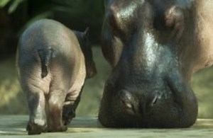 South African farmer killed by pet hippo that was 'like a son' to him
