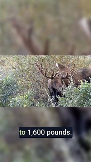 Alaskan Moose: The Largest Subspecies on Earth!