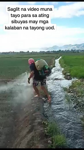 473K views · 2.3K reactions | May uod na rin yong ating mga tanim mga ka farmers... | Ka Farmers Channel | Facebook