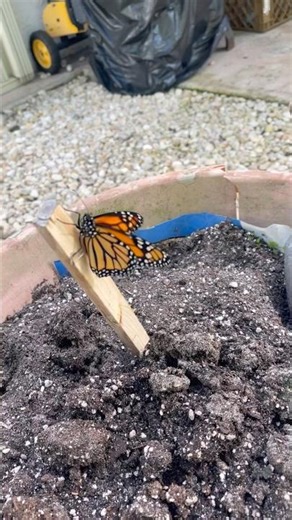 Injured/Deformed Monarch Keeps Fighting ‪@MyGardenDonkey‬