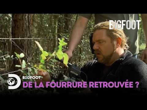 Preuves troublantes : Bigfoot serait-il réel ? Bigfoot