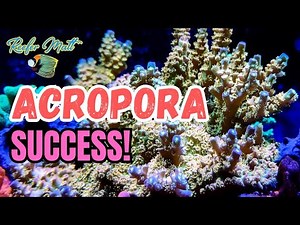 Acropora Success in Your Reef Tank!