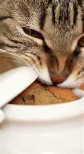 Cat's 10-Second Cookie Heist: Domino Chain Reaction