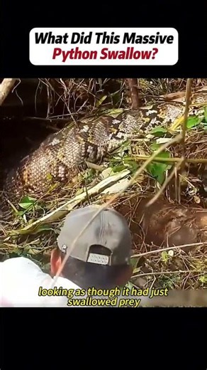 What Did This Massive Python Swallow?