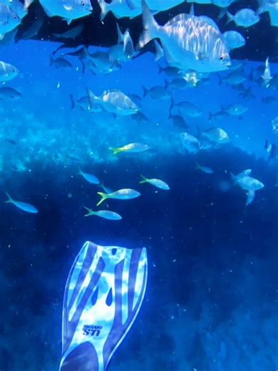 Experience the Thrill of Diving and Snorkeling Adventures