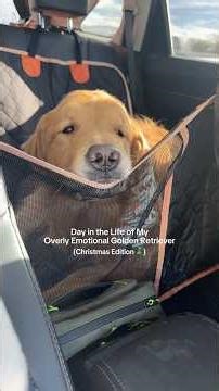 Christmas Day with my overly emotional golden retriever