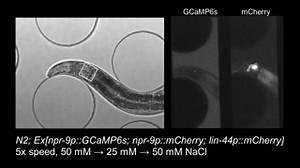 44 reactions | To understand how memory and learning can lead to different behaviors, researchers recorded videos of chemical signals traveling between individual neurons in awake, unrestrained C. elegans nematode worms. #neuroplasticity #UTokyoResearch Published in Cell Reports https://www.u-tokyo.ac.jp/focus/en/press/z0508_00180.html | The University of Tokyo / UTokyo | Facebook