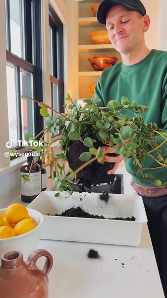 When the weather is cold outside and all of the Christmas decor is put away, I find myself needing some life inside. So I end up splitting lots of houseplants. It’s therapeutic and it adds some nice greenery!