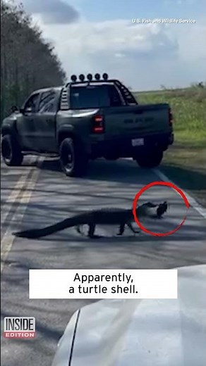 Alligator Sandwiches Turtle Shell Between Its Teeth #shorts