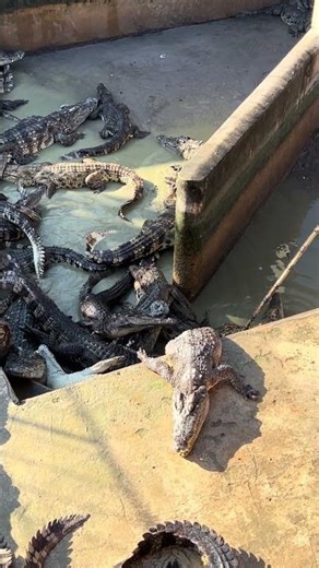 They are catching crocodiles in the pool. #crocodile