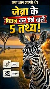 Zebra Ka Rang Kala Hai Ya Safed? 🤔 | 5 Shocking Facts #shorts #zebra