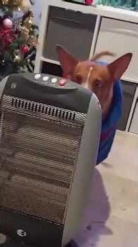 Dogs vs Snow ❄️ Funniest Dog Reactions Ever 😂 #shorts