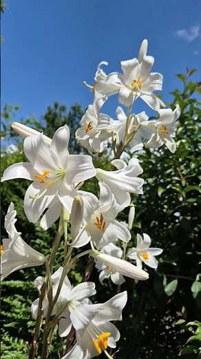 Lilium candidum in beautiful bloom #flowerszone #flower #lule #shorts #garden #lilium