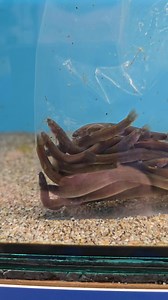 Chocolate kuhlii loach!! Lots of them!! Brilliant bottom feeders for your tank, they are very peaceful so make great community tank fish! Growing to around 7cm they are also small enough for tanks 2ft and larger. #loach #kuhliiloach #kuhliiloaches #fish #tropicalfish #aquarium #fishtank #fishes | Premier aquatics ltd