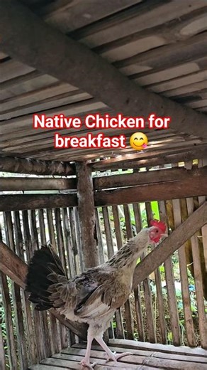 🐓 Rustic Morning in mountain ⛰️ | Cooking Native Chicken for Breakfast