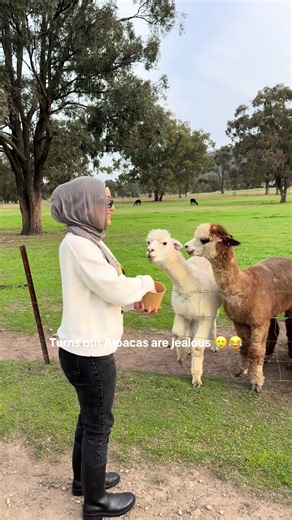 Alpaca Farm Funny Moment: Alpacas Get Jealous | 30s Life in Sydney