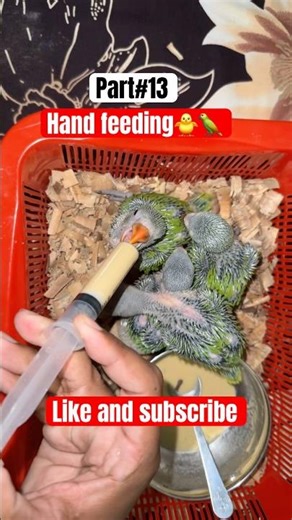 Cute Baby Parrots Feeding Day 13 Beautiful Baby Parrots #babyparrot #birds #animals