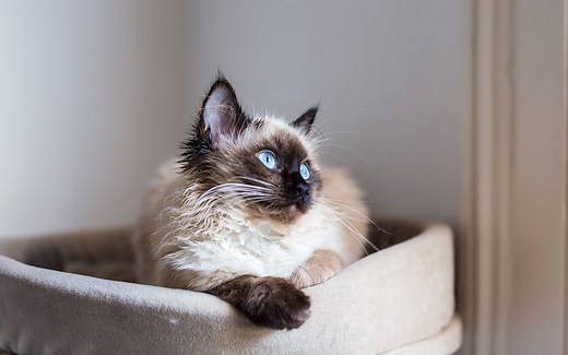 7 Birman Cat Health Problems