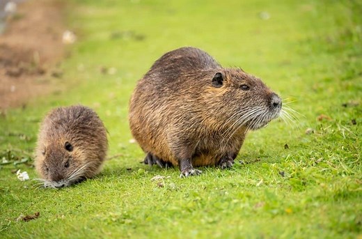 Muskrat Vs Rat: What Are the Differences?
