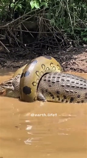 Snake vs Crocodile — caught from above 🐍🐊
