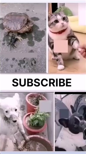 Funny Animal Voiceovers 😂 | Talking Pets Go Wild!". #shorts #funny #cute#