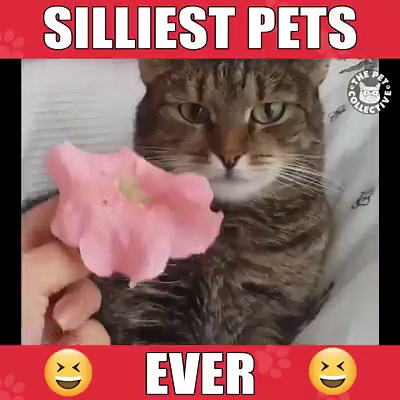 4M views · 35K shares | Who can relate? | The Pet Collective | Facebook