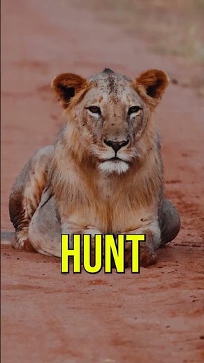 Top 5 Animals That Actually Hunt Humans 😱 | Nature’s Real Killers