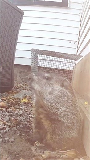 Watch This Groundhog's Secret Tunnel!