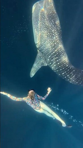 Swimming with Whale Sharks | A Moment You Never Forget