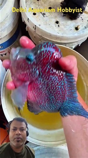 Flower horn Monster Fish