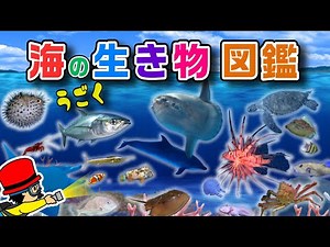 【子供が喜ぶ水族館】海の生き物 お魚さんたちが大集合！名前と特徴を動画で覚える生き物図鑑★イルカ・チンアナゴ・カニ・たこ・クラゲ★未就学児向け教育｜Fish【知育動画】sea animals