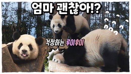 루이후이 피하다 넘어진 아이바오와 몰래 출근한 루이