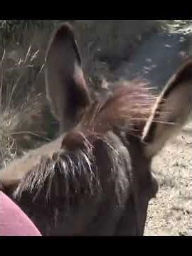 Donkey trekking in Provence, France - a relaxing holiday #Provence #ExperienceNature