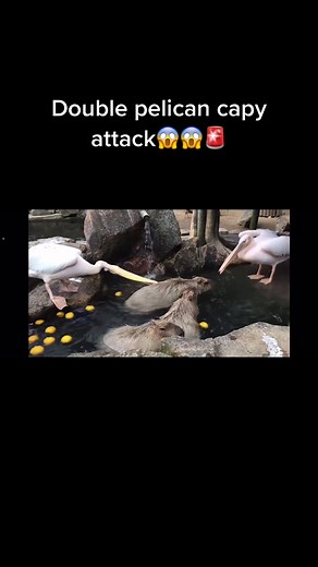 Capybara Fleeing from Pelican Gang - Heartbreaking Video