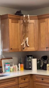 380K views · 5.1K reactions | 4 Reasons why Orange Cats are the most chaotic pets you'll ever own! 李❤ #orangecat #orangecatsofinstagram #cat | Cat Lover | Facebook