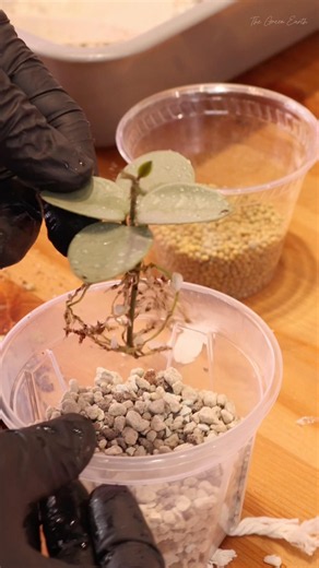Rare Hoya Mathilde Grey Fairy 🌿 | Repotting into PON for Faster Growth! #thegreenearth